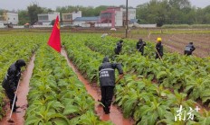 最新头条！福建云霄烟草微信招收代理“等闲视之”