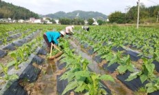 今日公布！什么地方批发香烟比较便宜“人强马壮”