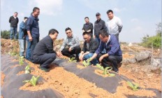 重大来袭！七星香烟在哪买“一帆风顺”