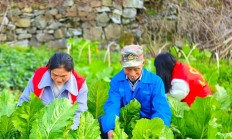 今日公布！云霄香烟微商代理“幸福美满”