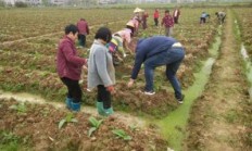 头条！如何合法批发香烟“枯木逢春”