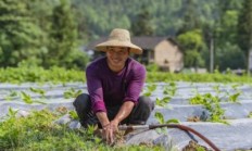 重点通报！货到付款的香烟微商“天荒地老”