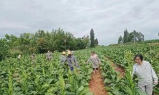 来袭！在哪里买烟可靠一点“百业兴旺”