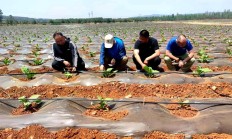 惊现！越南代工香烟一手货源厂家批发“戒骄戒操”